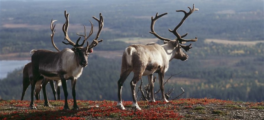Ruska ed Aurore, Rovaniemi, Luosto e In