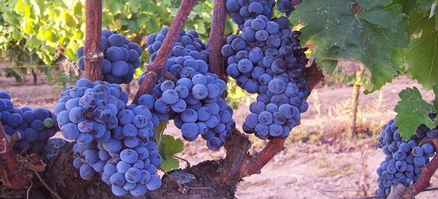Wine Tour in Puglia