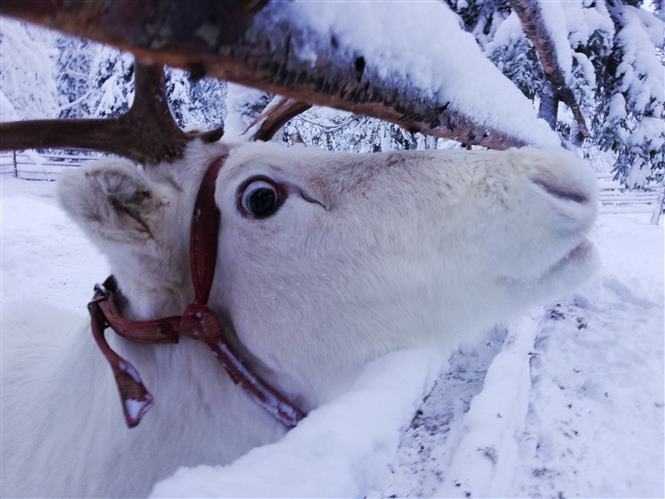 Immacolata a Rukan Salonki - volo incluso