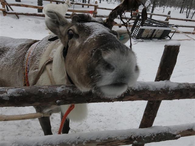 Rovaniemi d'inverno - Partenze Garantite