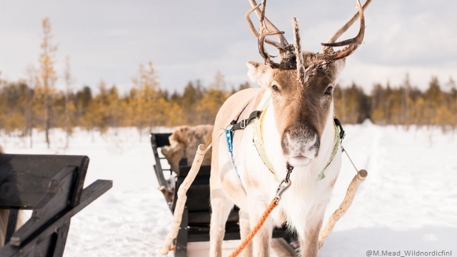 Prima Neve a Rovaniemi e Kuusamo - volo incluso
