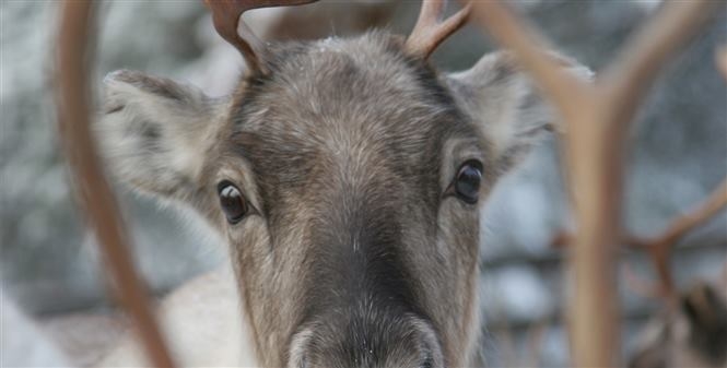 Natura estiva a Rovaniemi Arctic light hotel