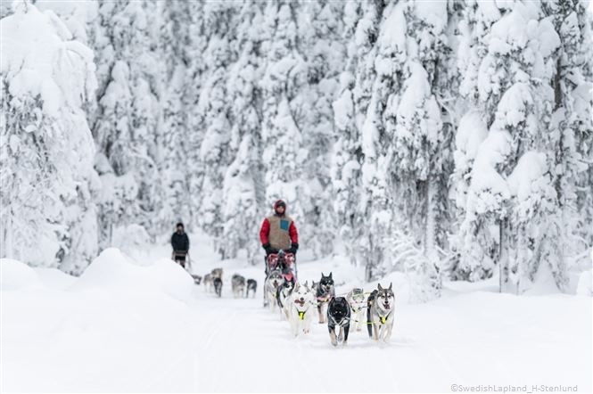 Bellezza Artica Svedese
